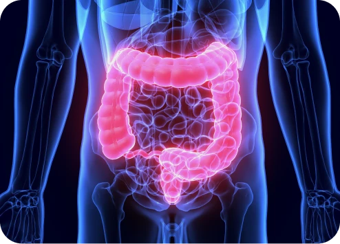 ilustracao_3d_da_anatomia_sistema_digestivo_humano_intestino_grosso
